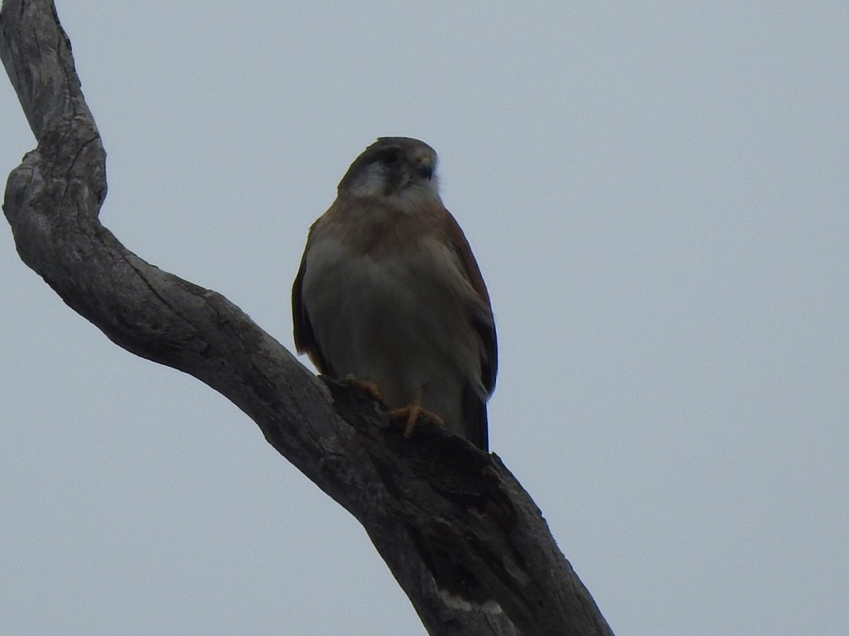 Crécerelle d'Australie - ML322767041