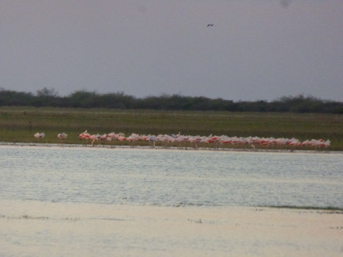 Chileflamingo - ML322767101