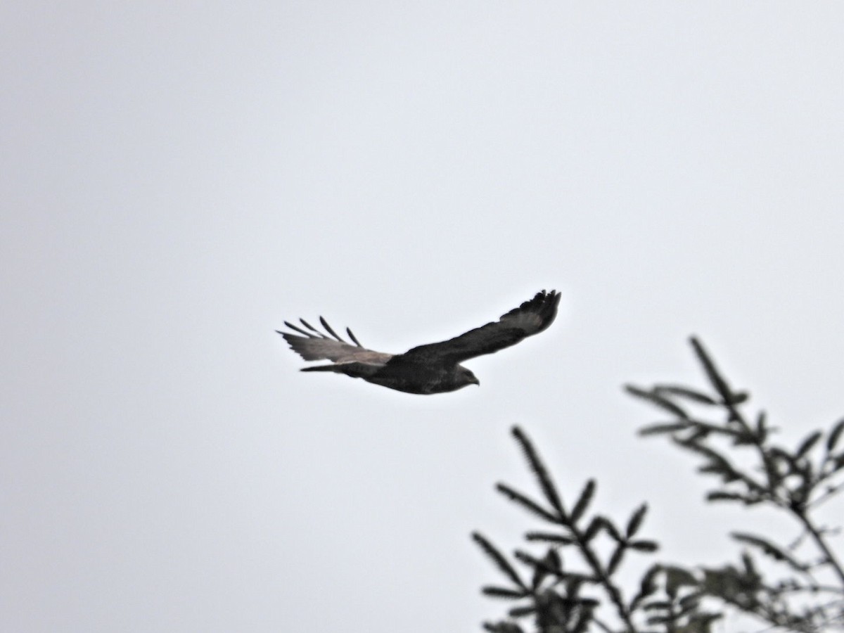 Common Buzzard - Lindsay Rowe