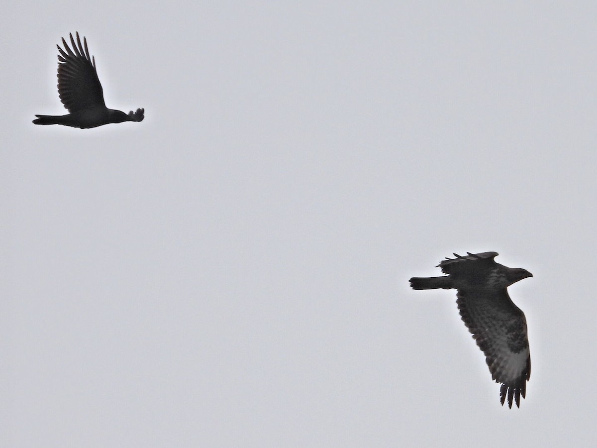 Common Buzzard - Lindsay Rowe