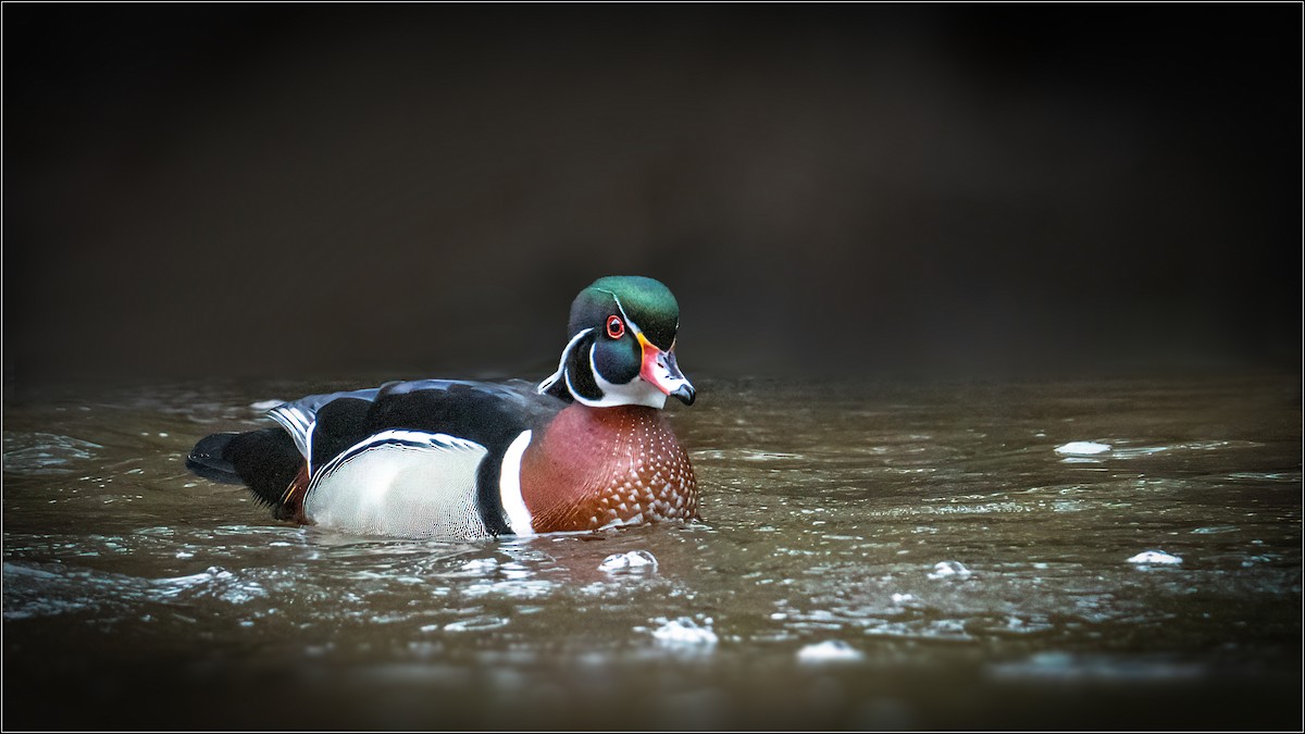 Wood Duck - ML322769751
