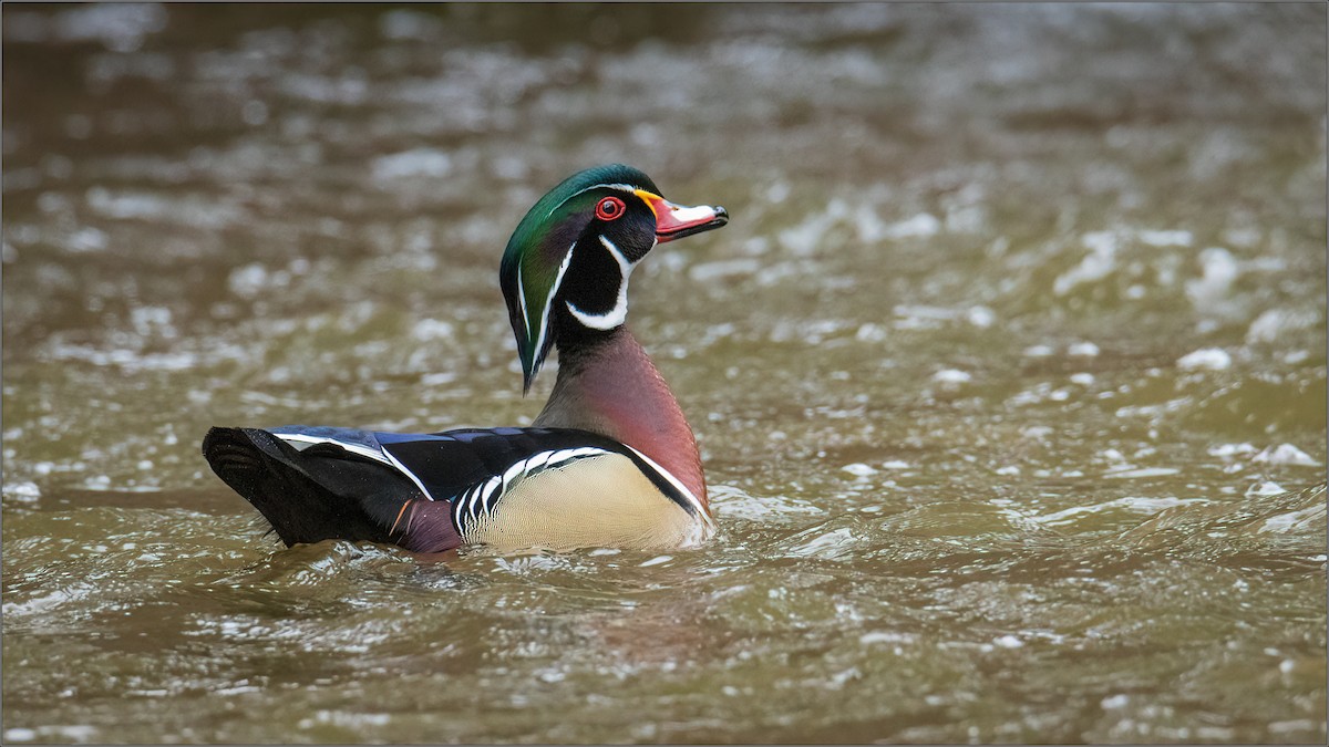 Wood Duck - ML322769781