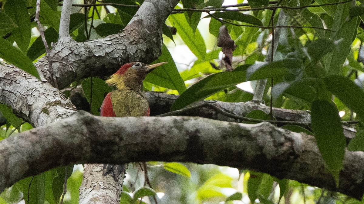 Crimson-winged Woodpecker - ML322772831