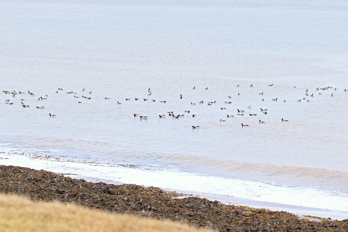 Brant - ML322772891