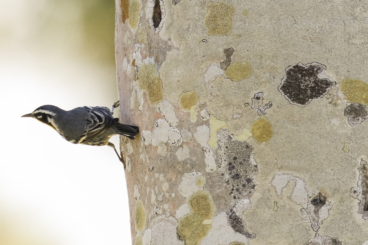 Yellow-throated Warbler - ML322772921