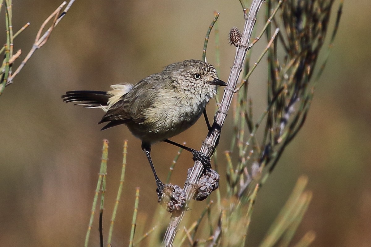 Slender-billed Thornbill - Scott Eaton