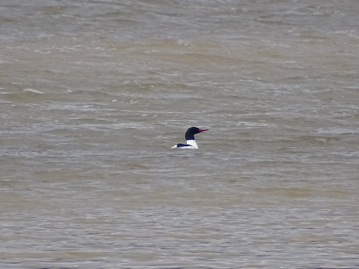 Common Merganser - ML322776811