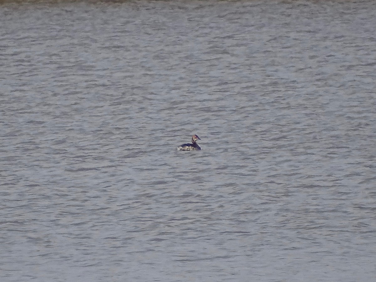 Horned Grebe - ML322777981