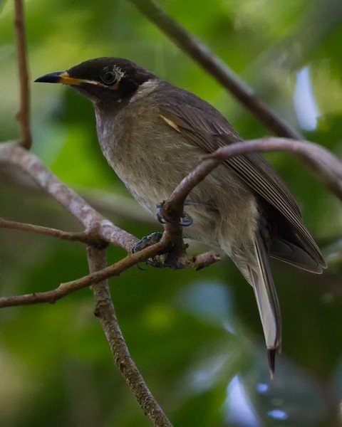 Bridled Honeyeater - ML32277801