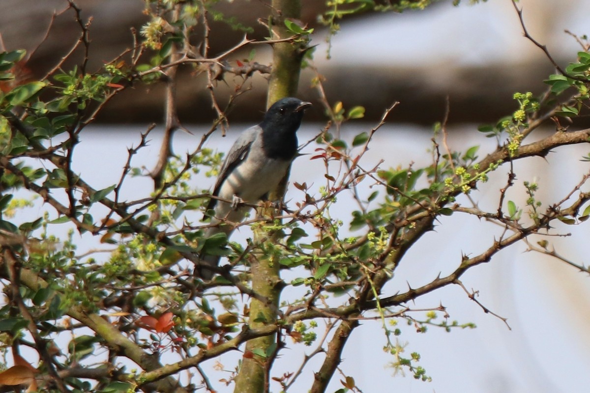 Black-headed Cuckooshrike - ML322778361