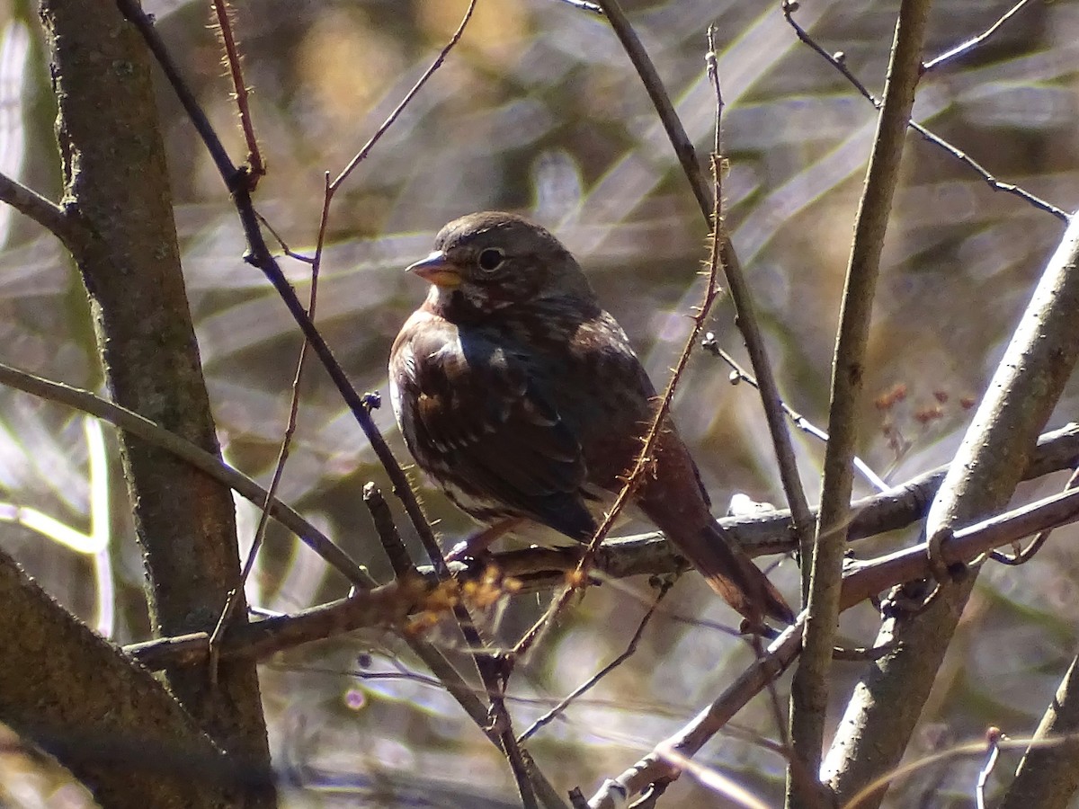 Fox Sparrow - ML322779041