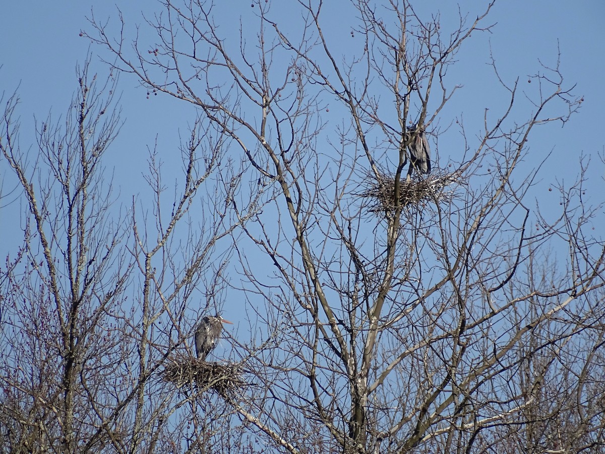 Great Blue Heron - ML322779181