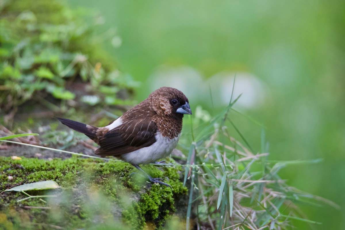 White-rumped Munia - Yung-Kuan Lee