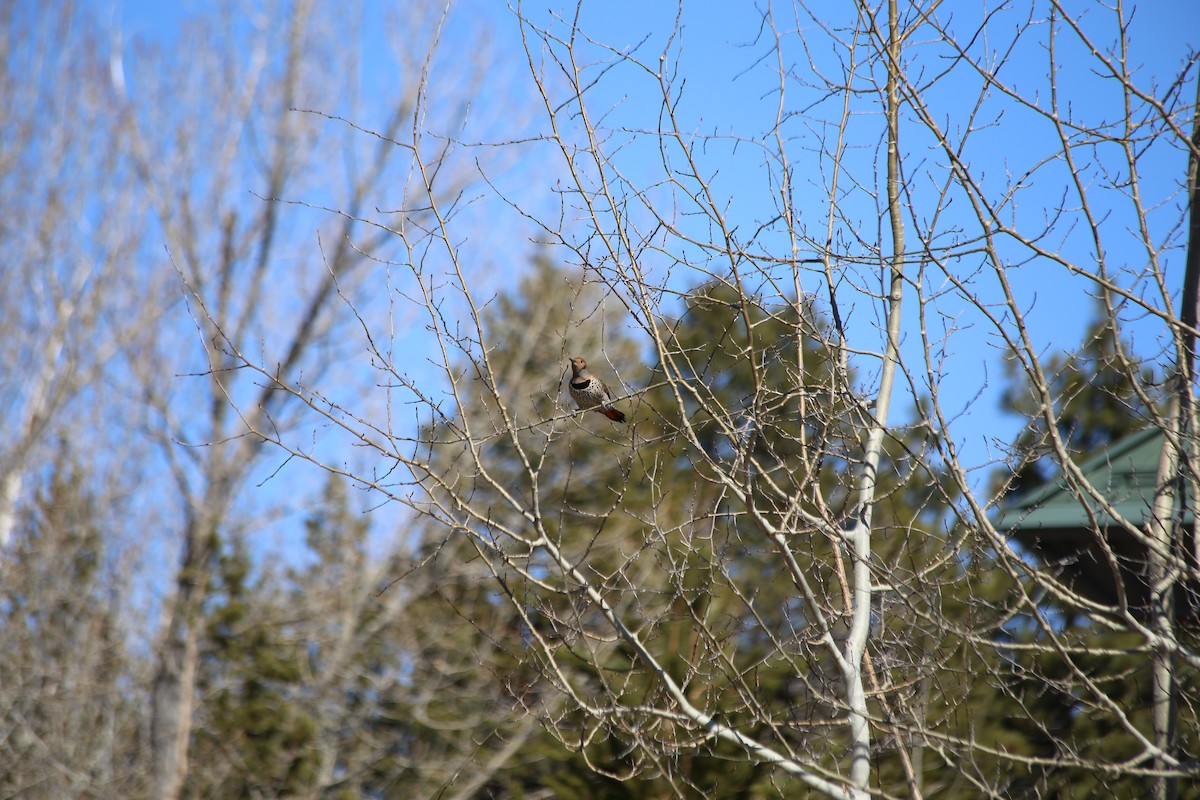 Northern Flicker (Red-shafted) - ML322781501