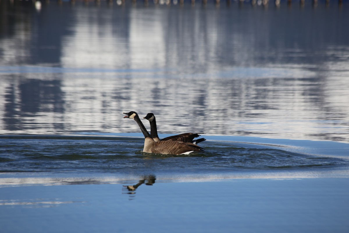 Canada Goose (moffitti/maxima) - ML322781561