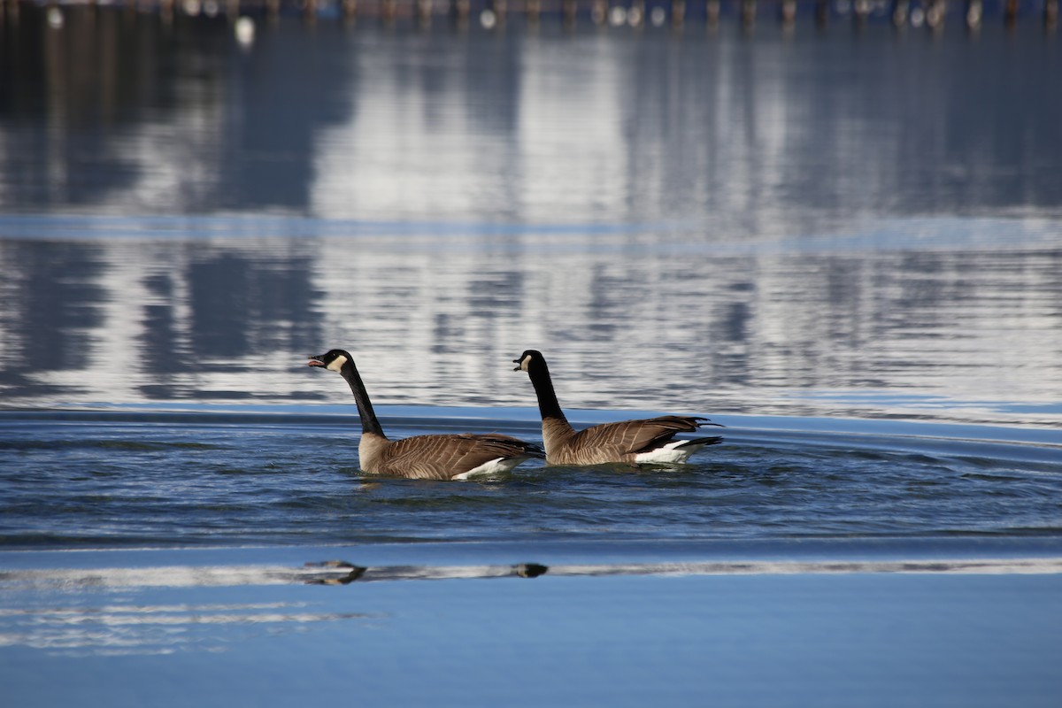 Canada Goose (moffitti/maxima) - ML322781601