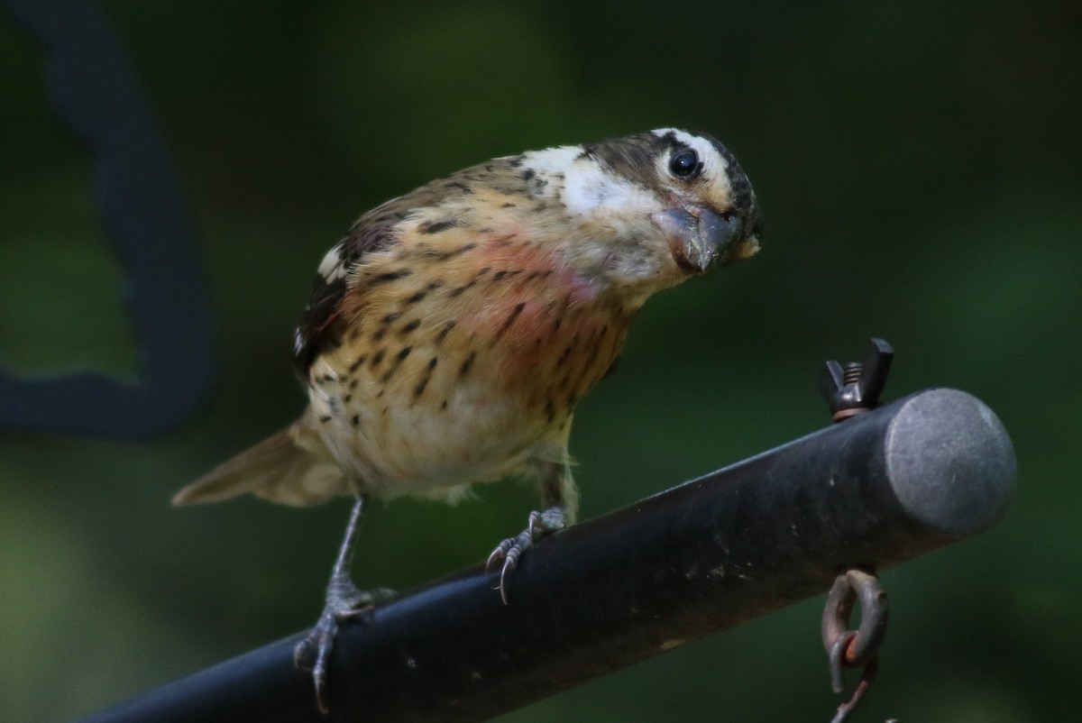 Rose-breasted Grosbeak - Margaret Viens