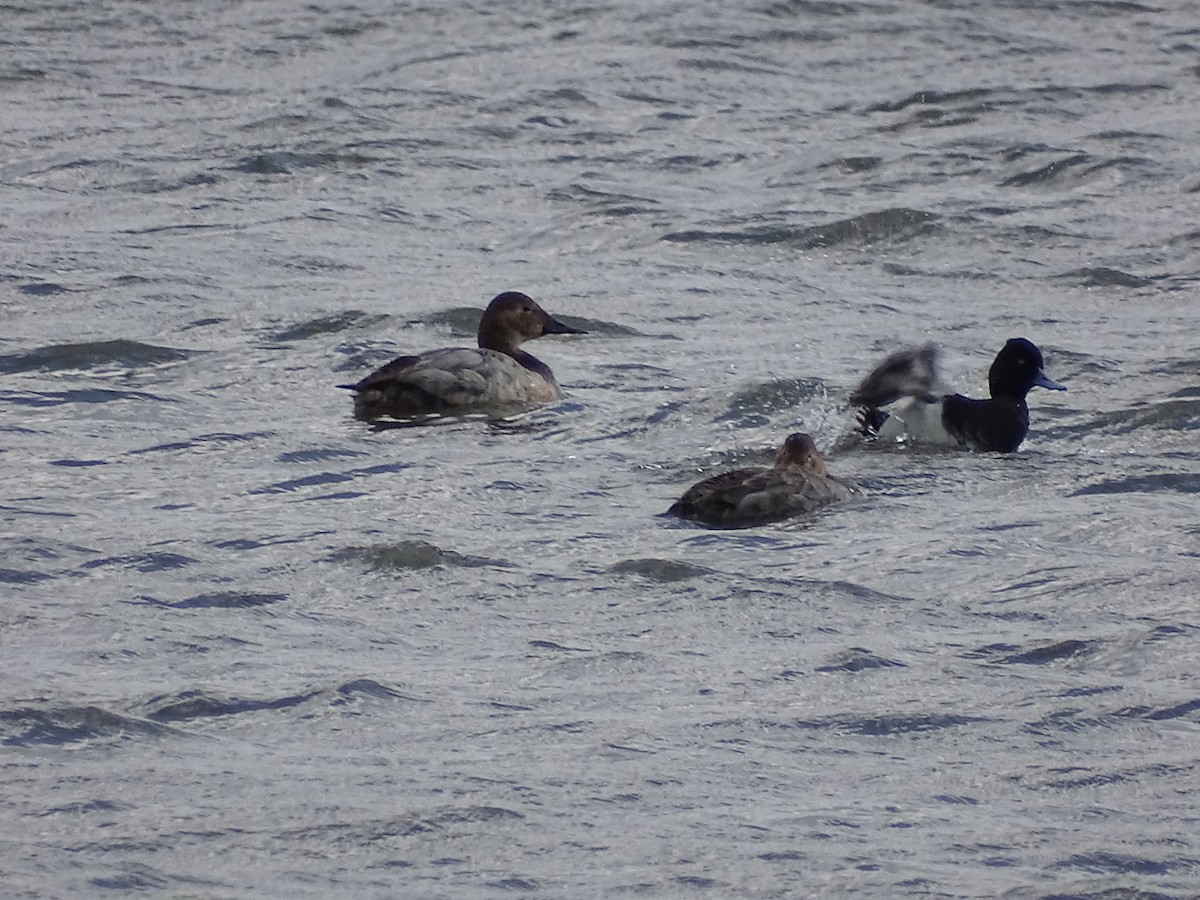 Canvasback - ML322782711