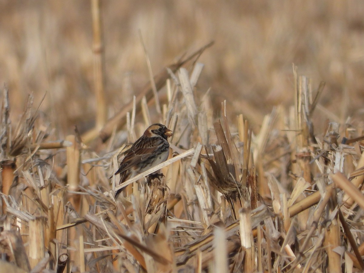 Lapland Longspur - ML322784661