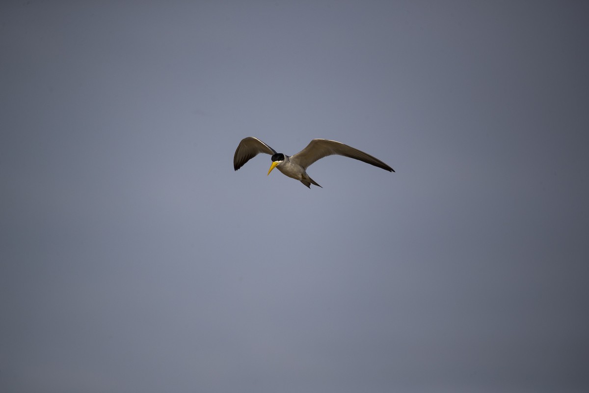 Large-billed Tern - Esteban Vanegas