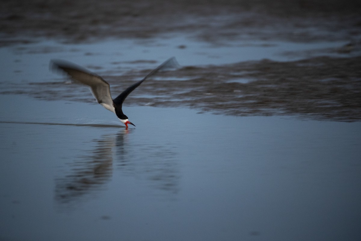 Black Skimmer - Esteban Vanegas