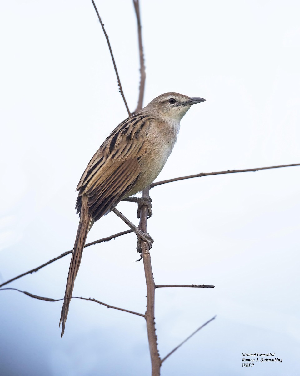 Striated Grassbird - ML322785671