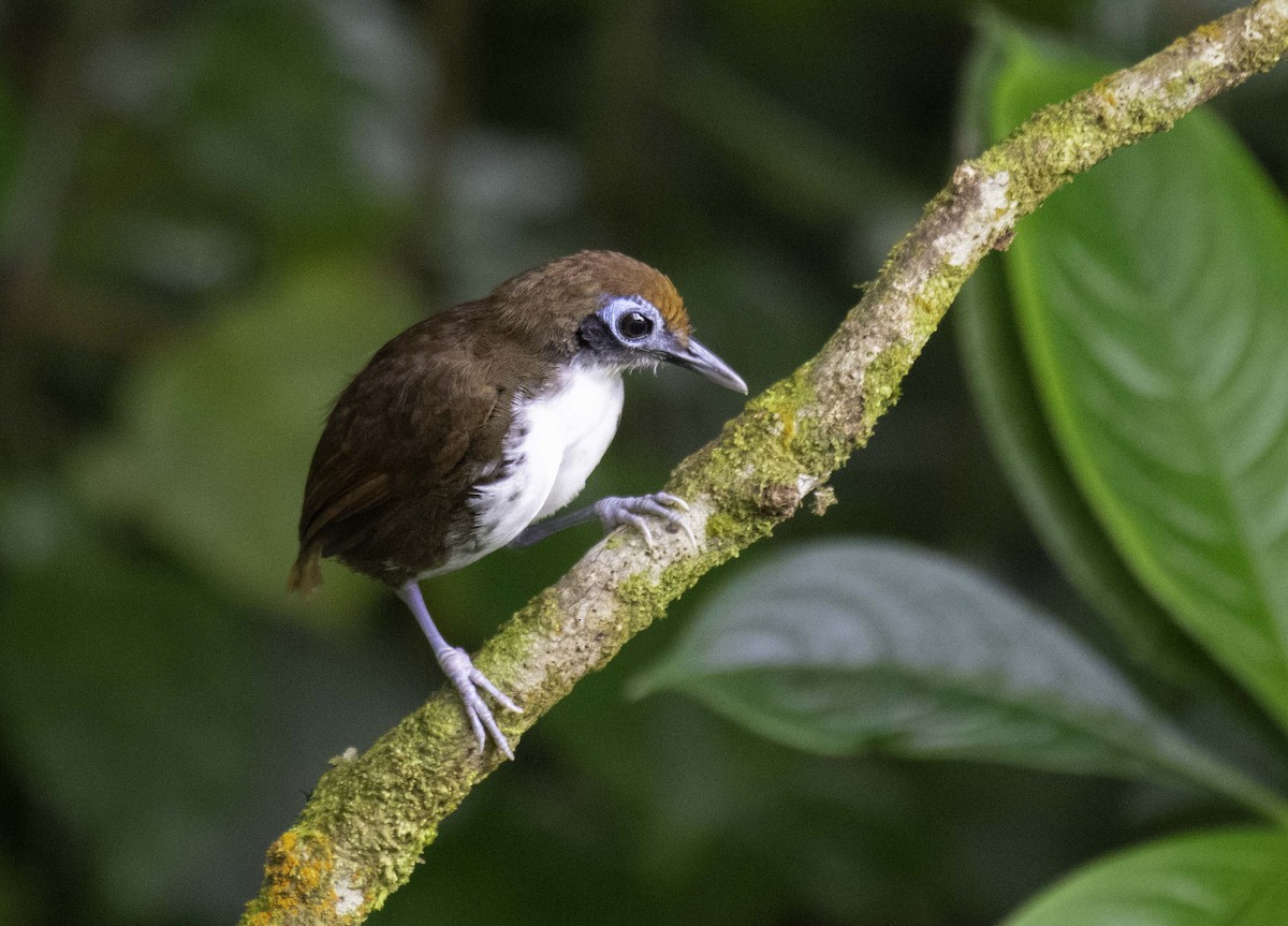 Bicolored Antbird - ML322786691