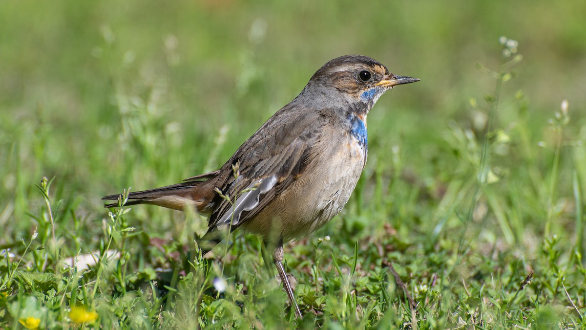 Bluethroat - ML322788761