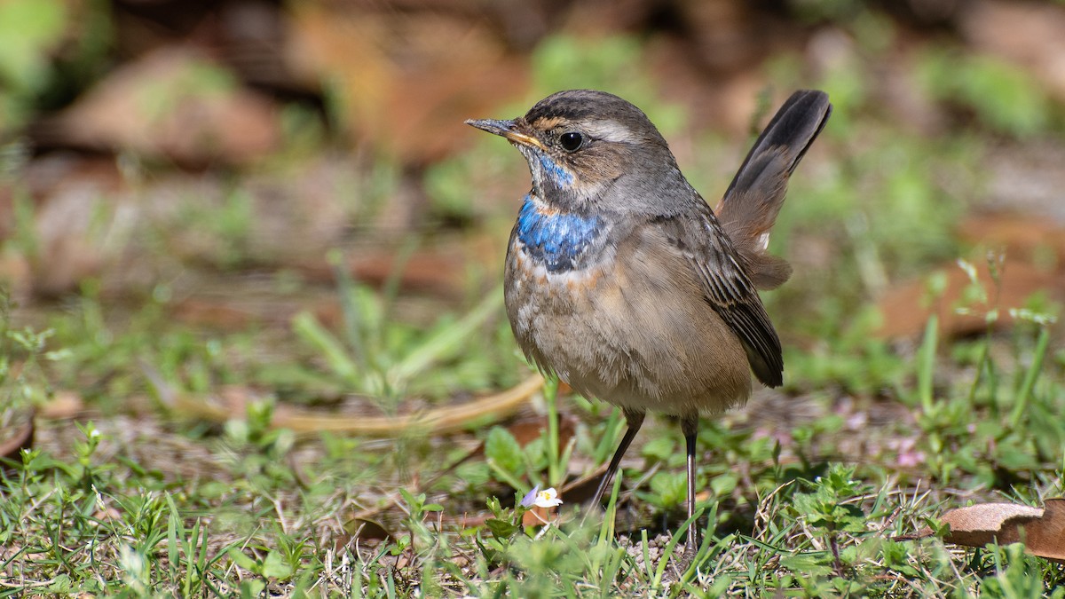 Bluethroat - ML322788781