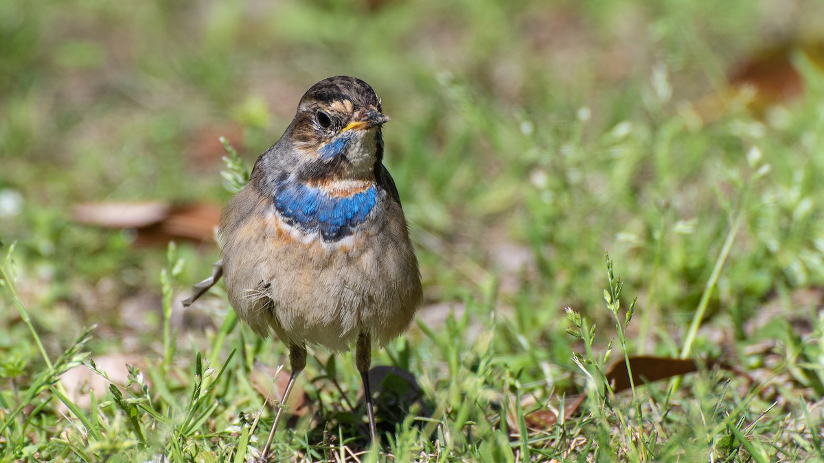 Bluethroat - ML322788981