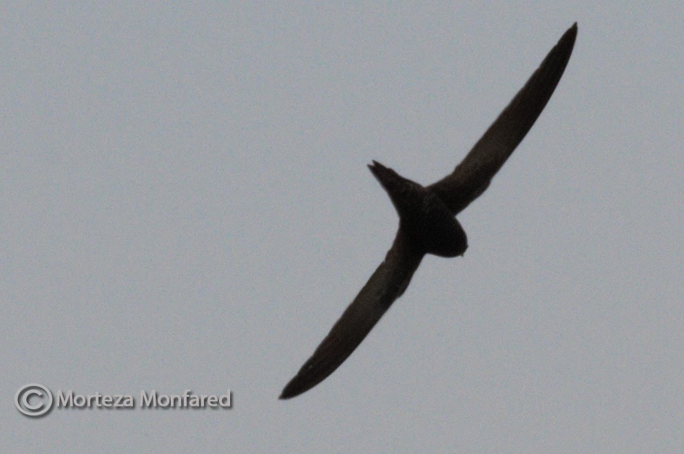 Common Swift - ML322791851