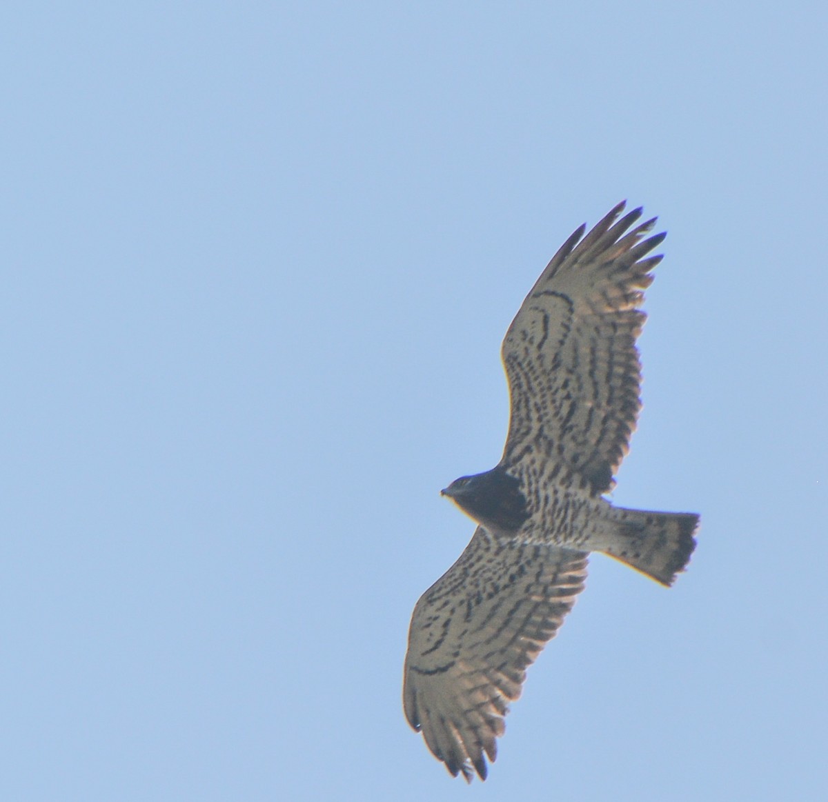 Short-toed Snake-Eagle - ML322791971