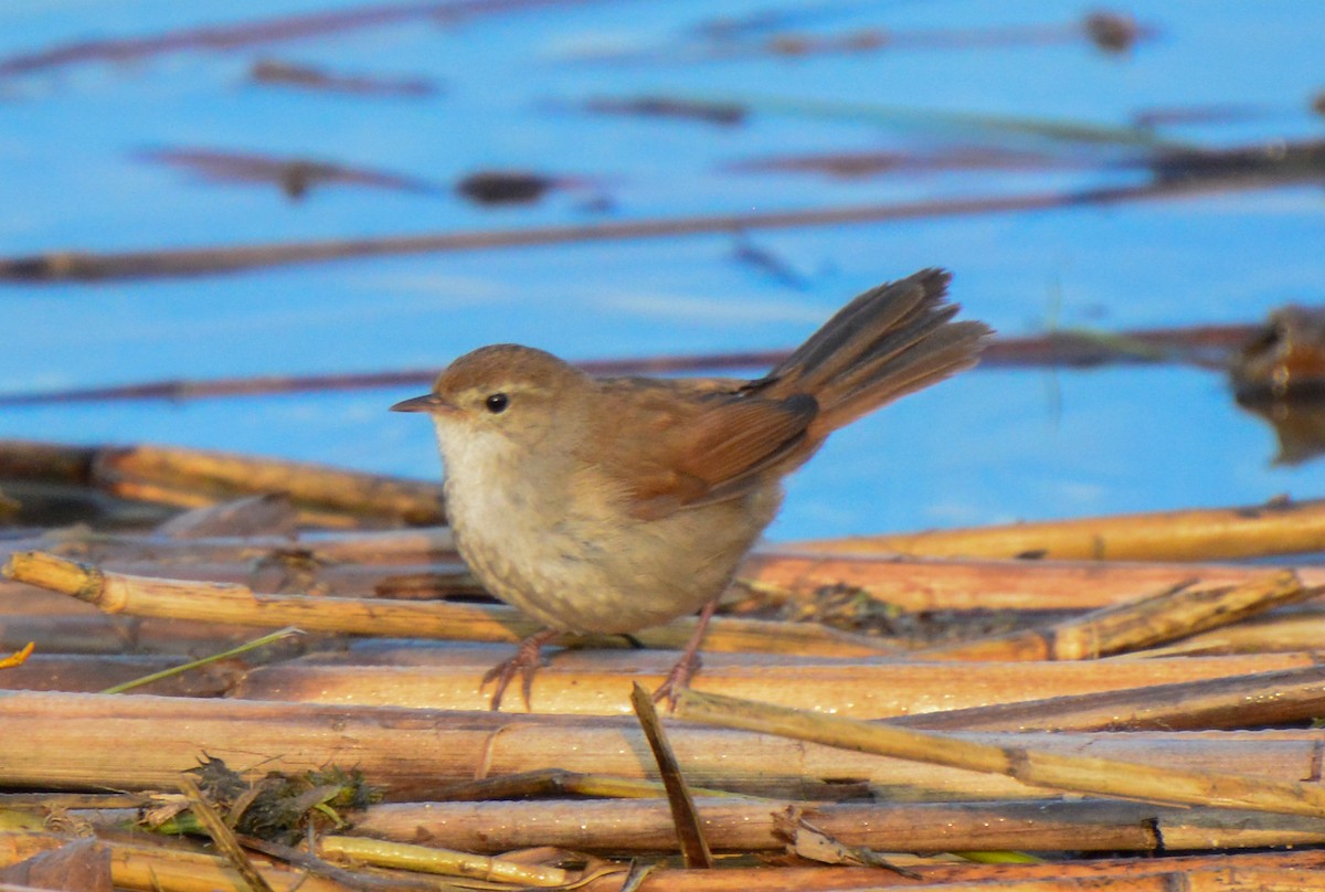 Cetti's Warbler - ML322792301