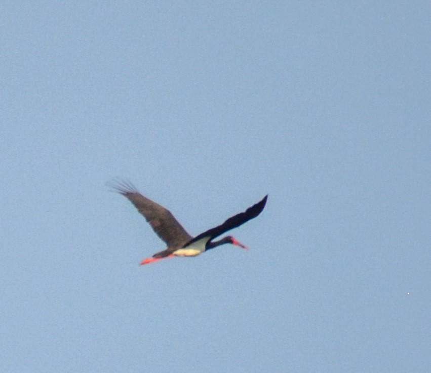 Black Stork - ML322793881