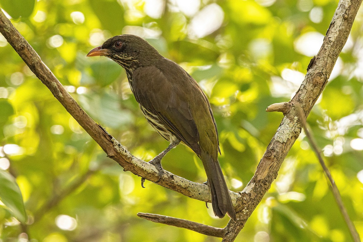 Palmchat - ML322794821