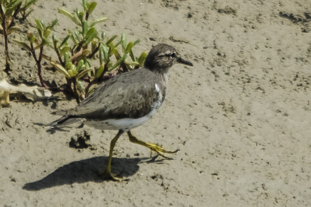 Spotted Sandpiper - ML32279541