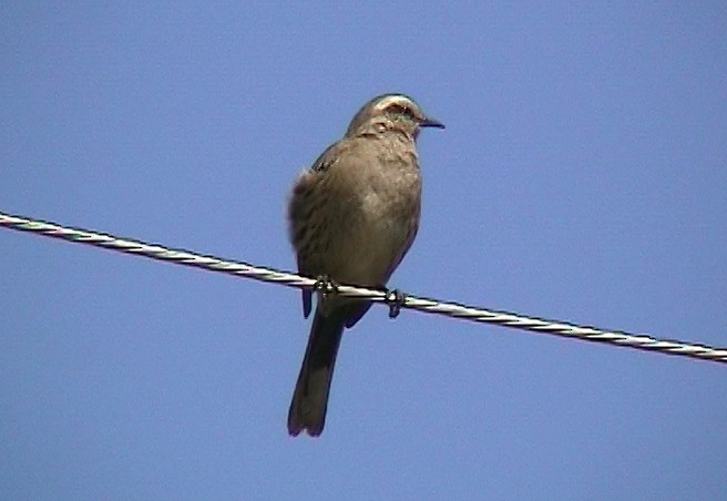 Chilean Mockingbird - ML322795671