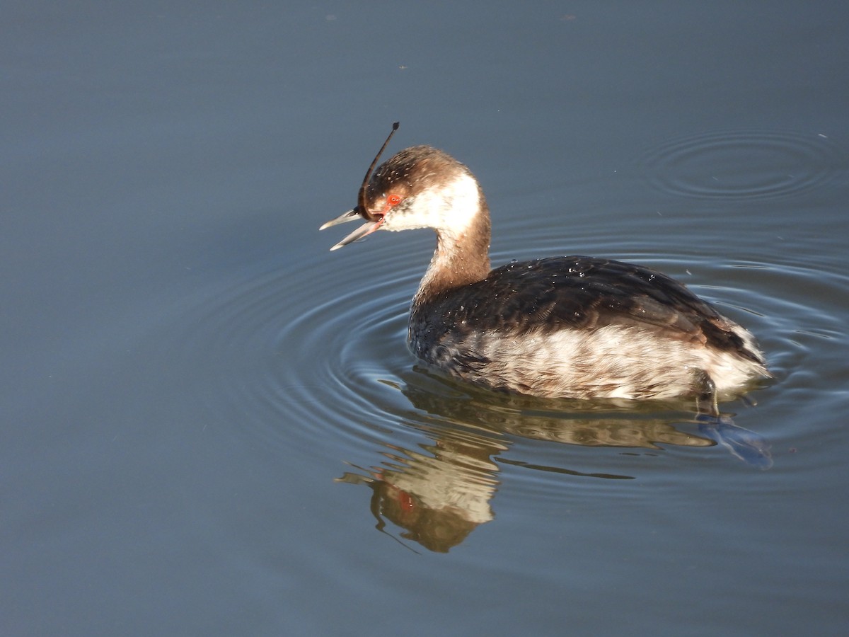 Horned Grebe - ML322795741