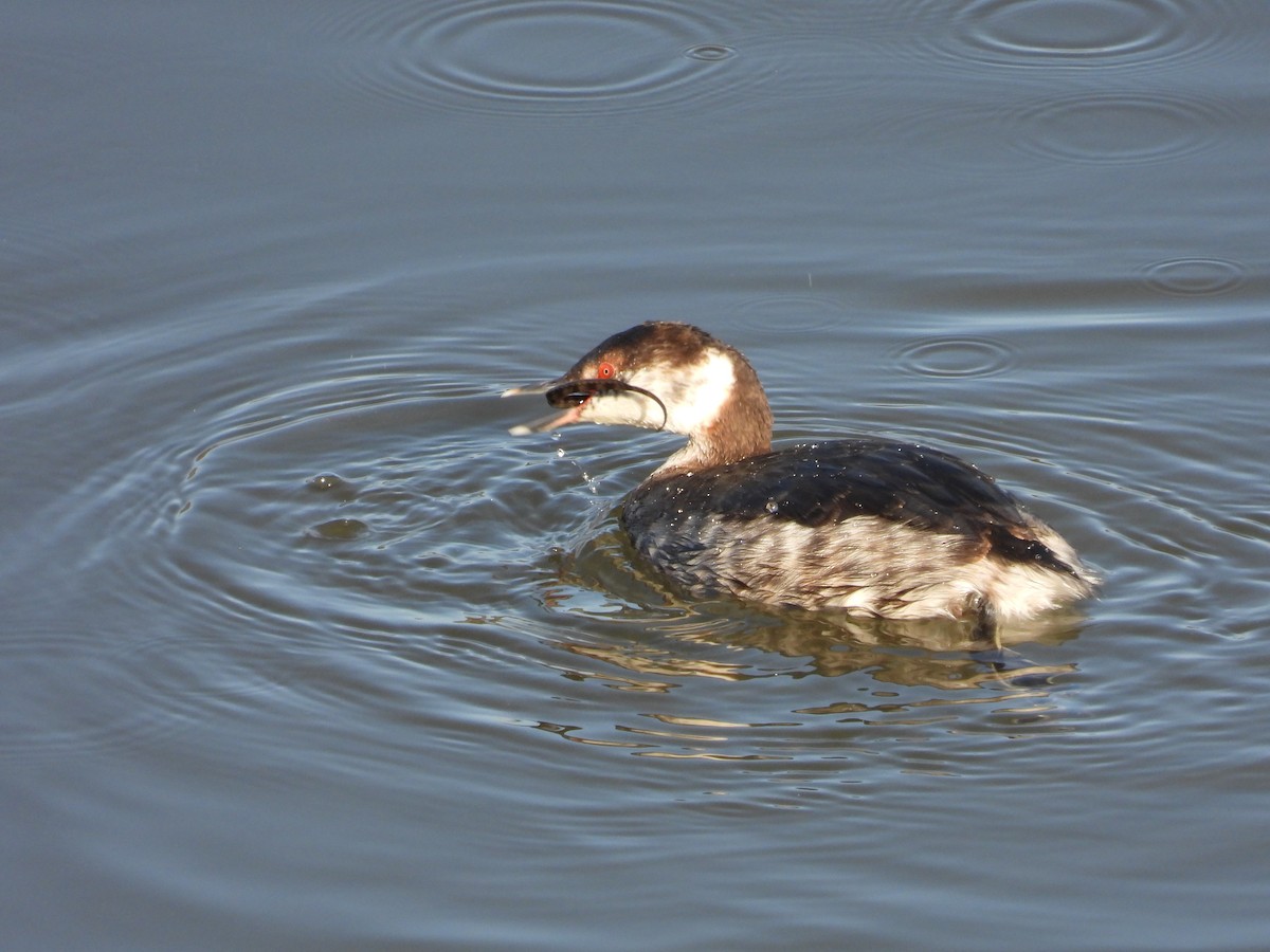 Horned Grebe - ML322795761