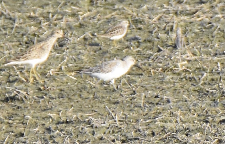 Curlew Sandpiper - ML322795861