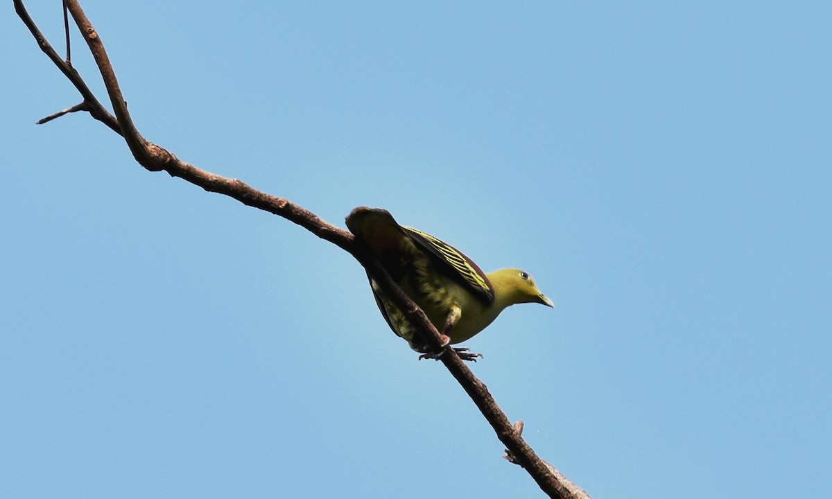 Gray-fronted Green-Pigeon - ML322796331