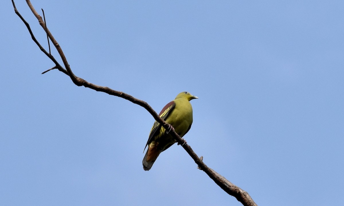 Gray-fronted Green-Pigeon - ML322796741