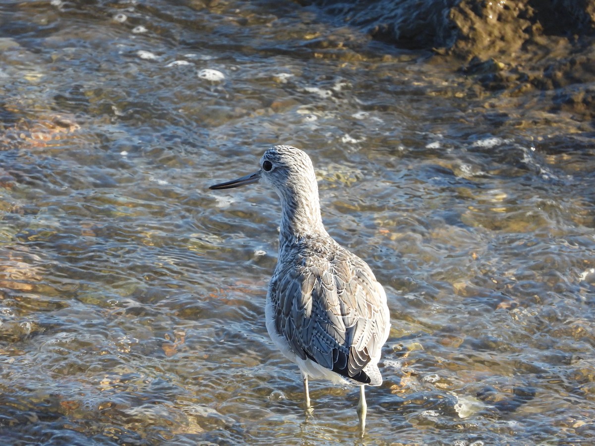 Common Greenshank - Guillermo Parral Aguilar