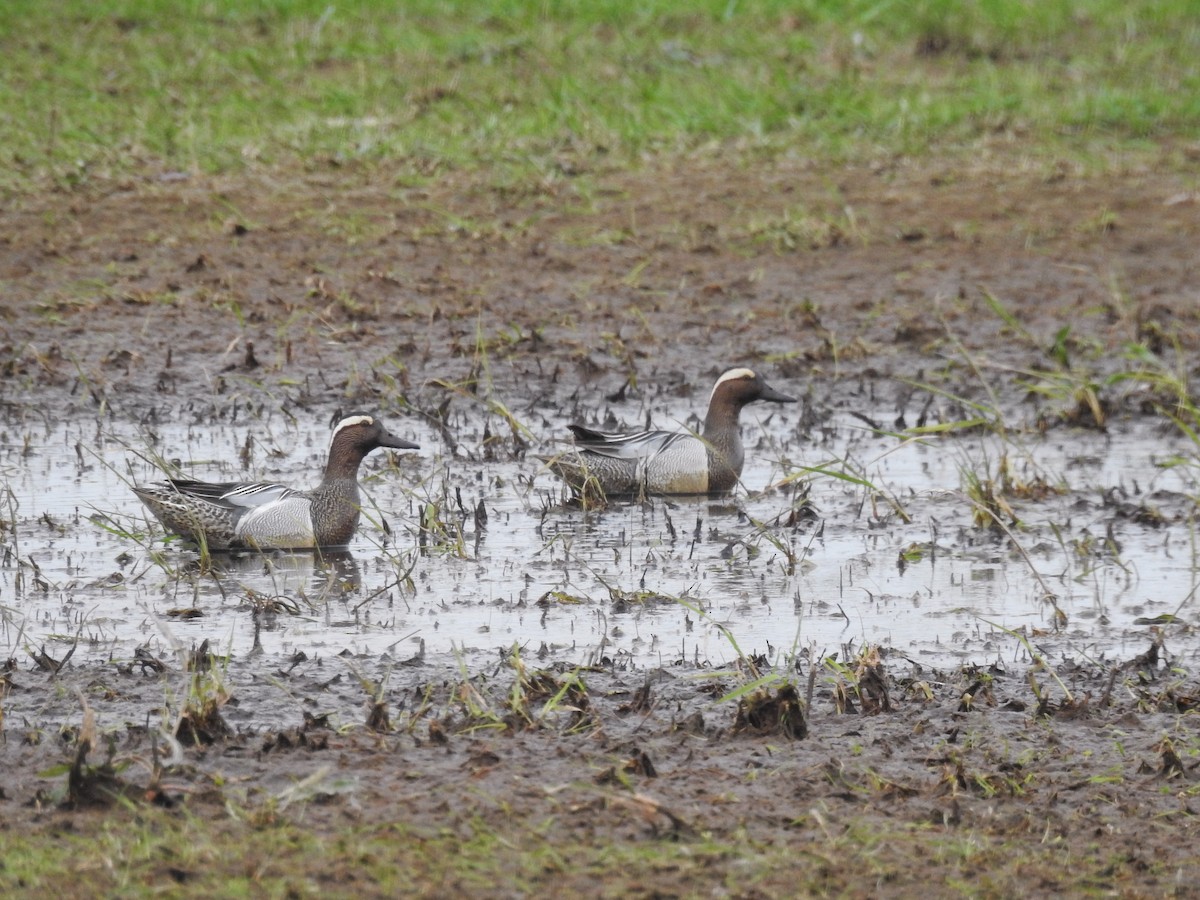 Garganey - Danielle Perdaen