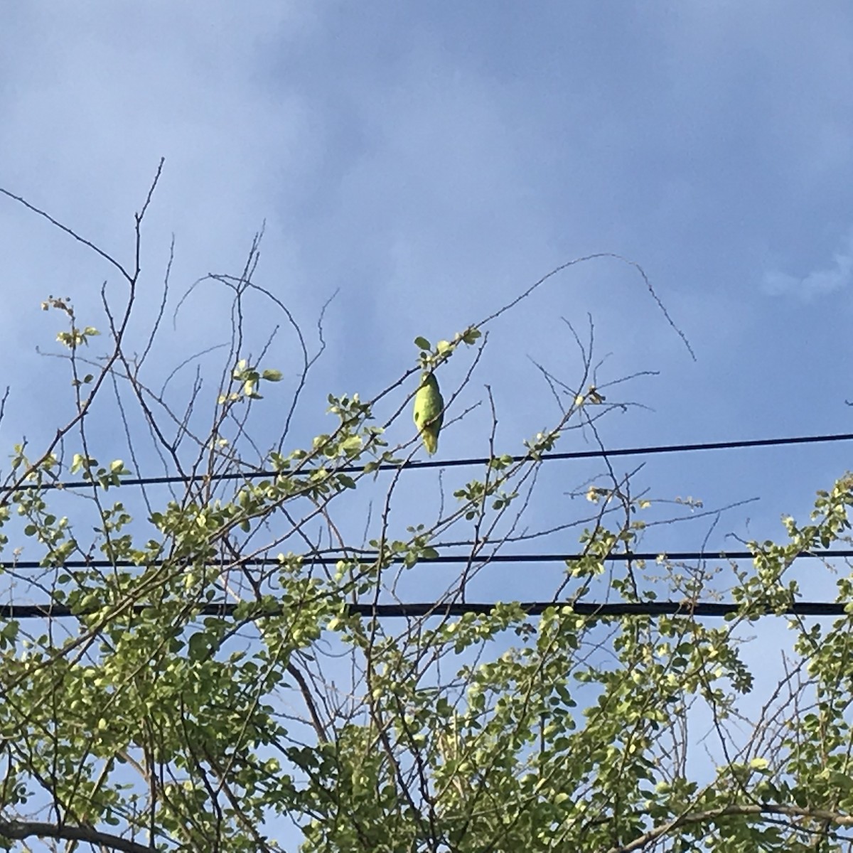 Turquoise-winged Parrotlet - José Gabriel López Villegas
