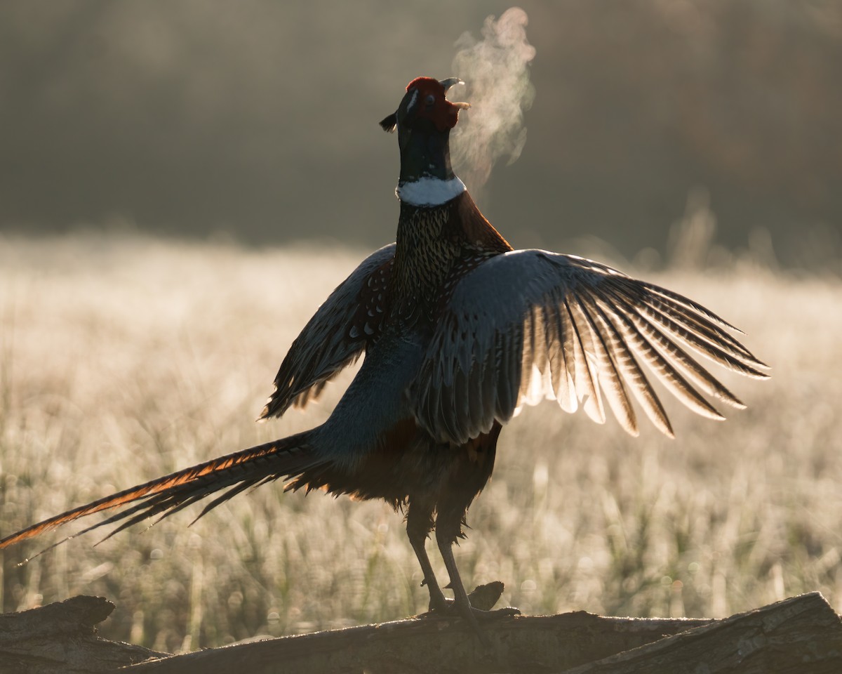 Ring-necked Pheasant - ML322799831