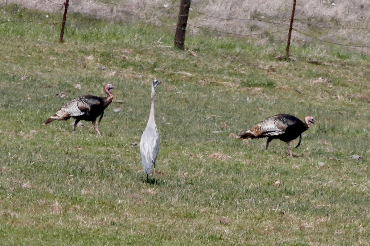 Wild Turkey - ML322801341