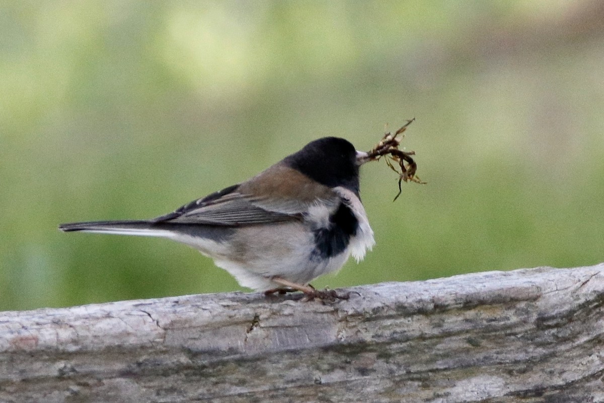 Junco ardoisé (groupe oreganus) - ML322801521