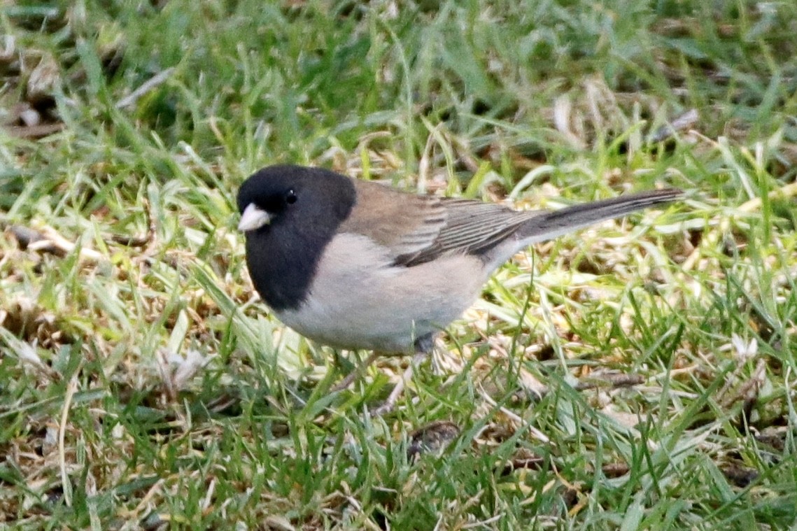 Junco Ojioscuro (grupo oreganus) - ML322801551