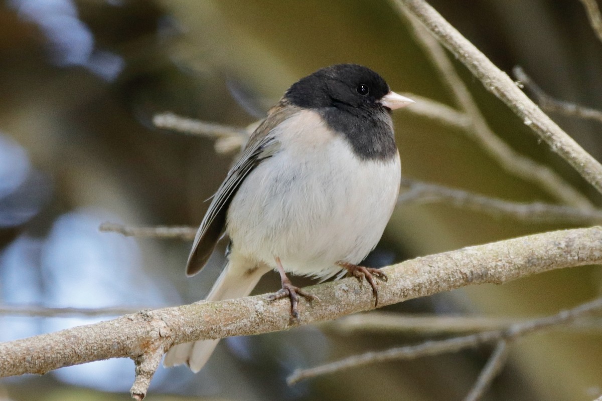 Junco Ojioscuro (grupo oreganus) - ML322801591